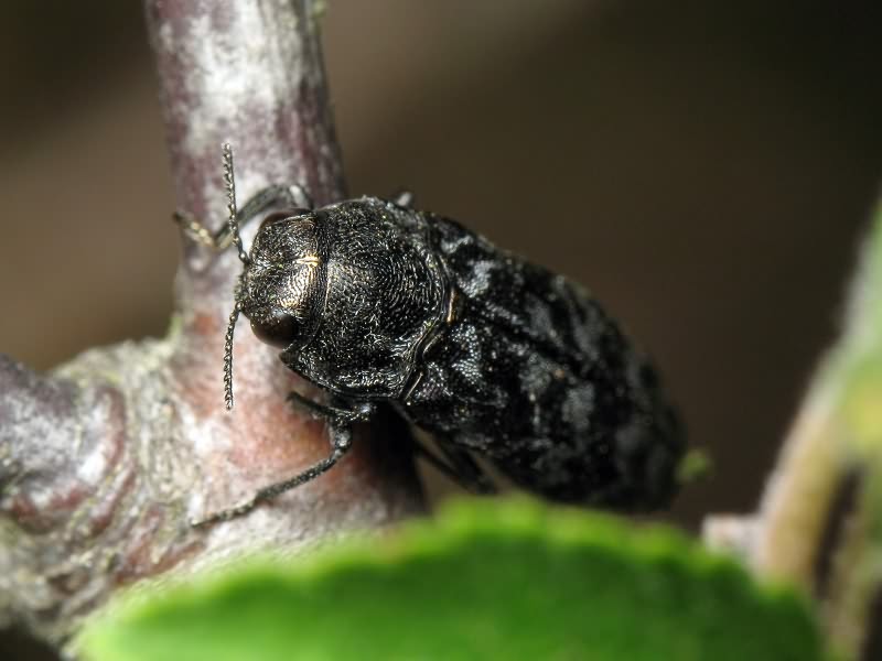 Coraebus rubi (Linnaeus, 1767)